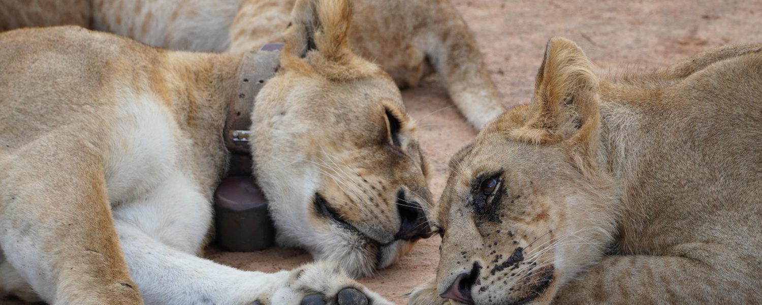 6 Days Uganda Gorillas and Tree-climbing Lions Safari