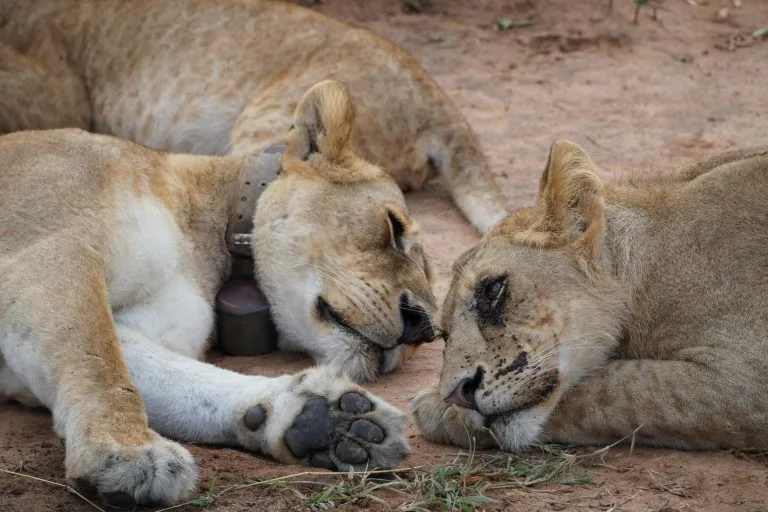 6 Days Uganda Gorillas and Tree-climbing Lions Safari