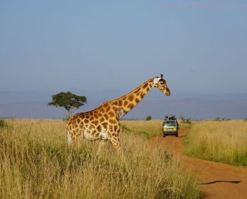 6 Days Kenya Wildlife and Dian Beach Safari
