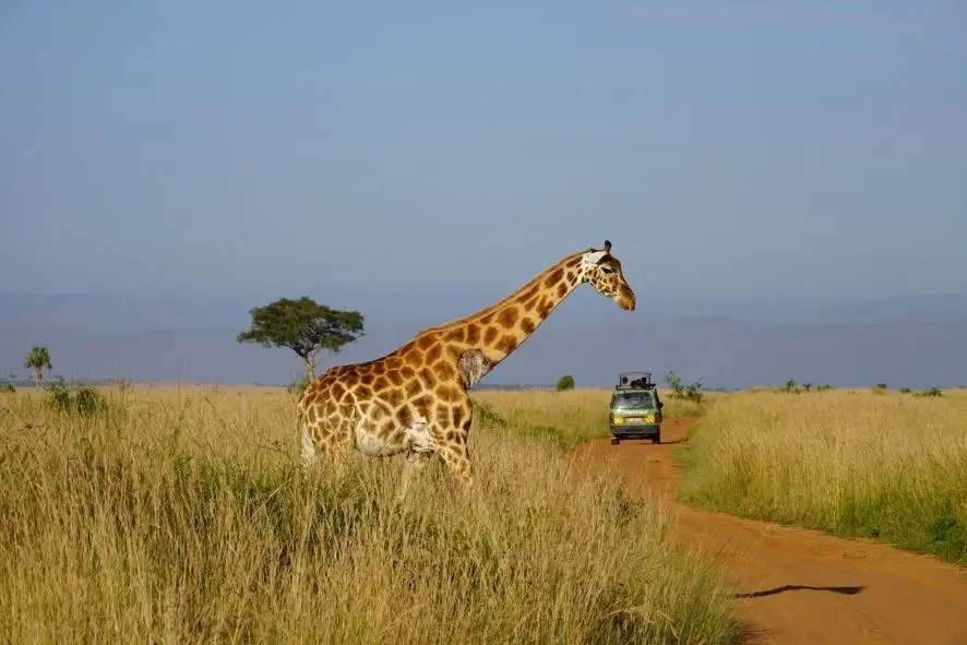 6 Days Kenya Wildlife and Dian Beach Safari