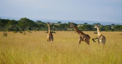 Uganda Safari in August