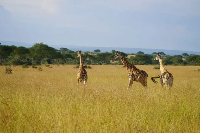 Uganda Safari in August