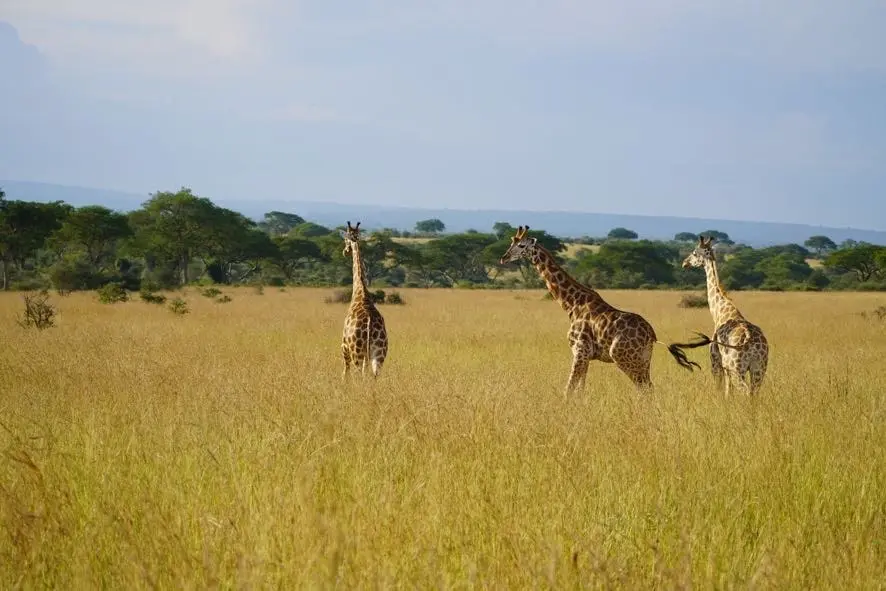 Uganda Safari in August