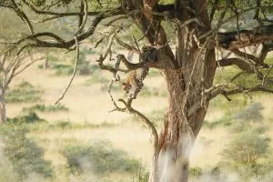 Best Time to Visit Tanzania