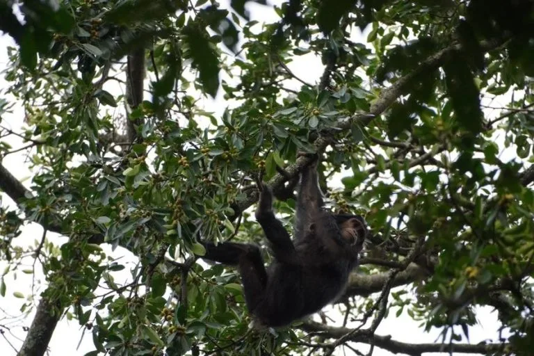 5 Days Rwanda Primate Safari