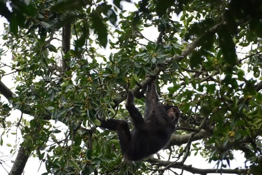 5 Days Rwanda Primate Safari
