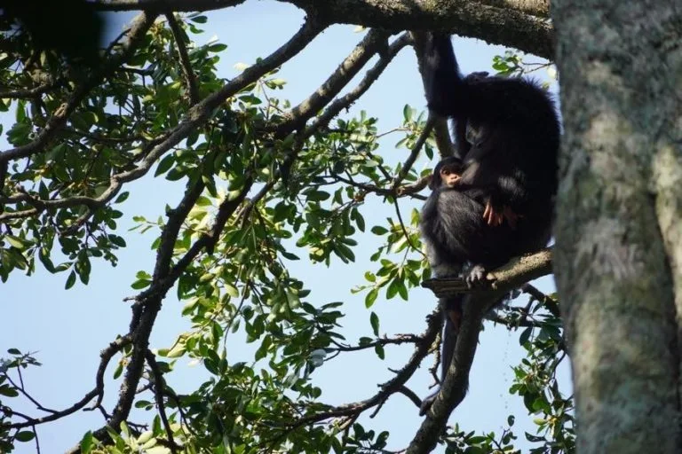 10 Days Uganda Gorilla Chimpanzee & Tanzania Safari