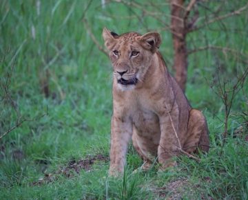 8 Days Uganda Safari