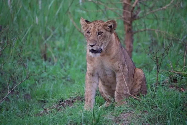 8 Days Uganda Safari