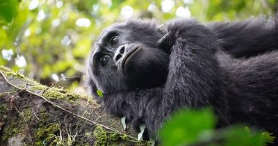 Gorilla trekking in Bwindi Vs Mgahinga