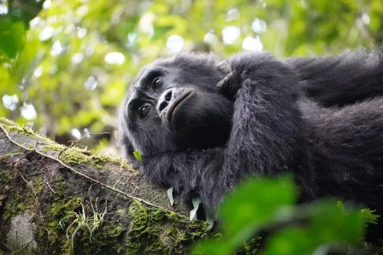 Gorilla trekking in Bwindi Vs Mgahinga
