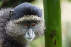 Gorilla trekking in Uganda