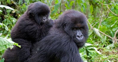 Early book Rwanda gorilla permit