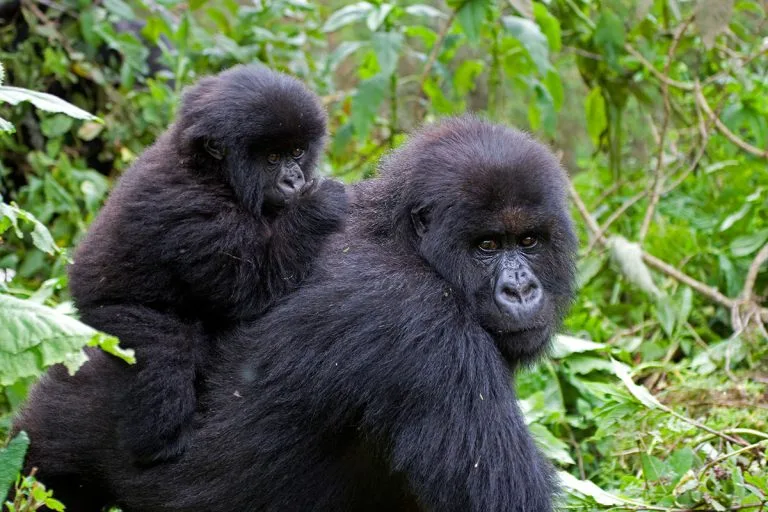Early book Rwanda gorilla permit