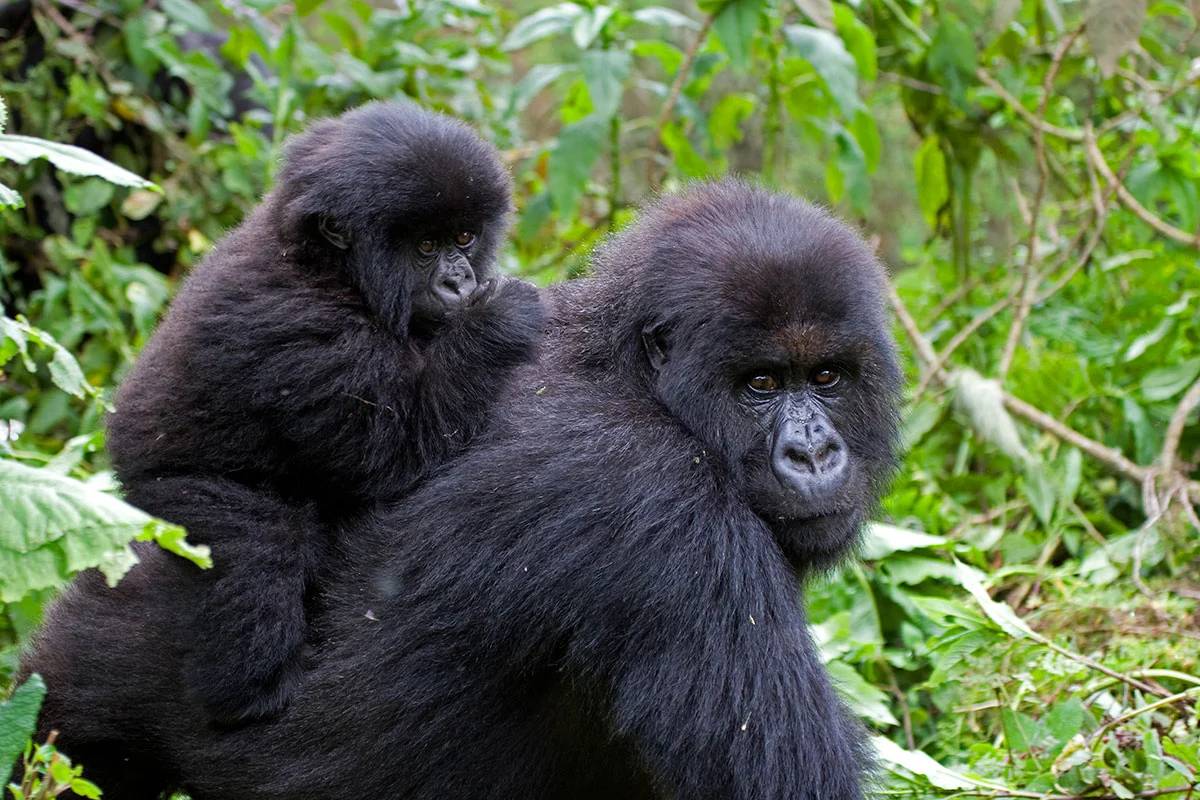 Early book Rwanda gorilla permit