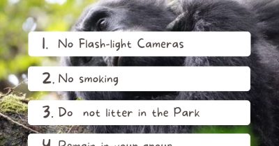 Gorilla Trekking Rules and Regulations in Rwanda