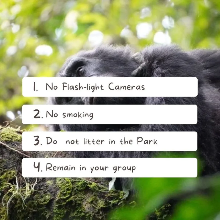 Gorilla Trekking Rules and Regulations in Rwanda
