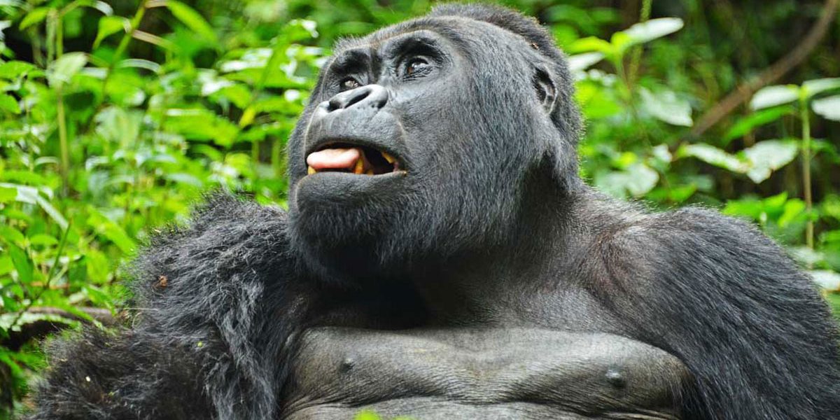 Book a Gorilla Permit in Uganda