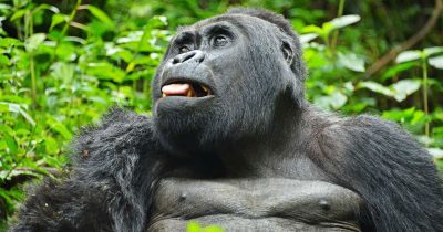 Book a Gorilla Permit in Uganda
