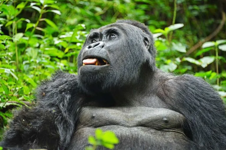 Book a Gorilla Permit in Uganda with Native Africa Tours