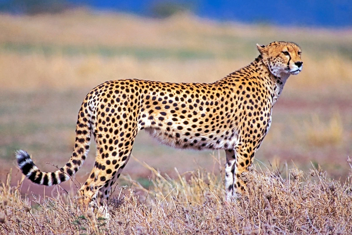 Nyerere National Park