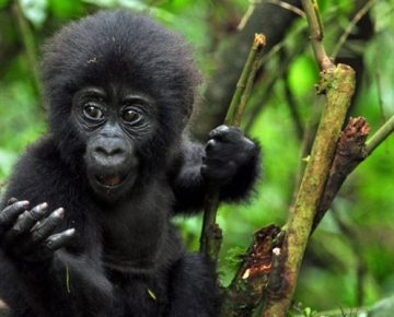 7 Days Rwanda Gorilla Trekking Tour