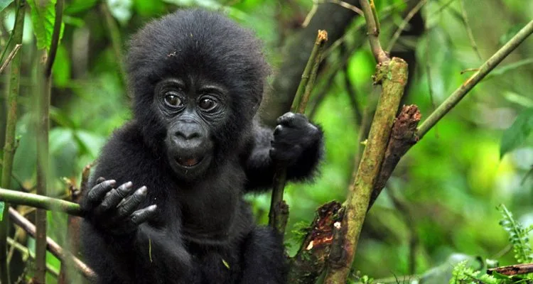 7 Days Rwanda Gorilla Trekking Tour