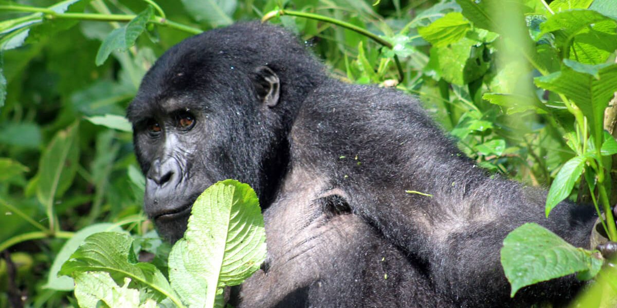 Gorilla Trekking Tour in Rwanda