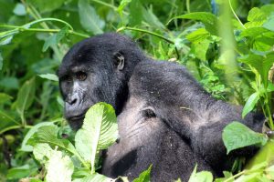 Gorilla Trekking Tour in Rwanda