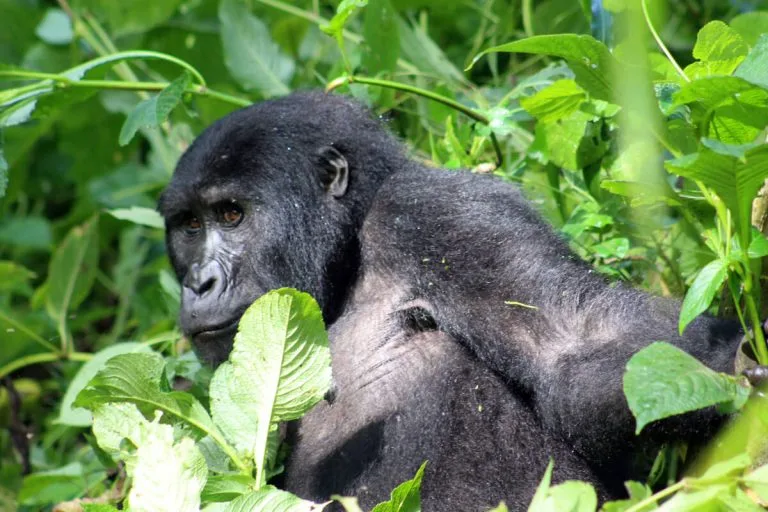 Gorilla Trekking Tour in Rwanda
