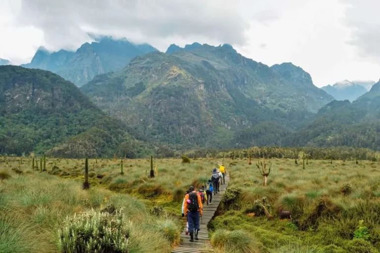 Rwenzori Hiking Trails