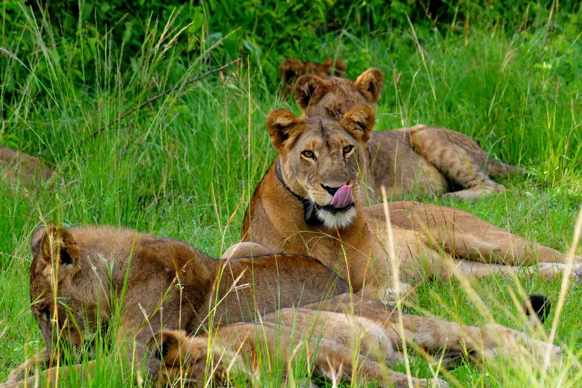5 Days Serengeti and Uganda Gorillas