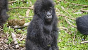 Uganda LGBTQ+ Safaris
