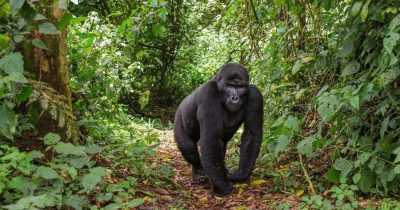 Gorilla Trekking Tour in Rwanda