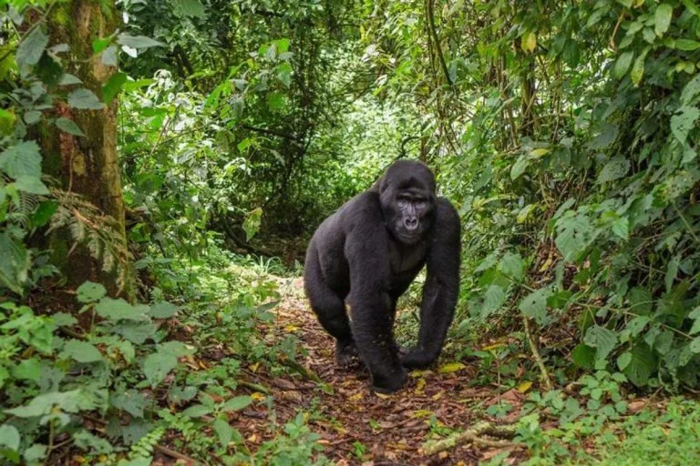 Gorilla Trekking Tour in Rwanda