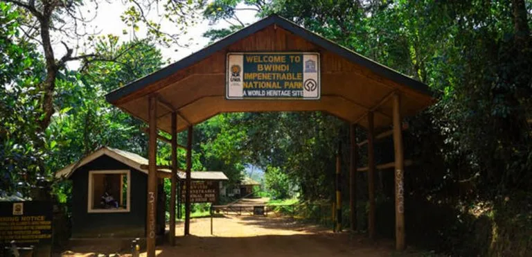 gorilla trekking Bwindi