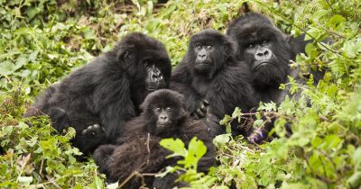 Age Limit for Gorilla Trekking in Rwanda