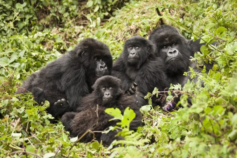 Age Limit for Gorilla Trekking in Rwanda