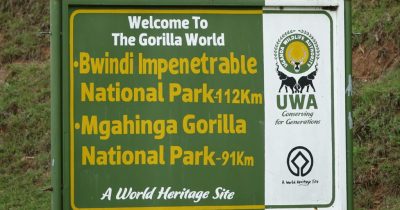 Gorilla Trekking in Bwindi Vs Volcanoes