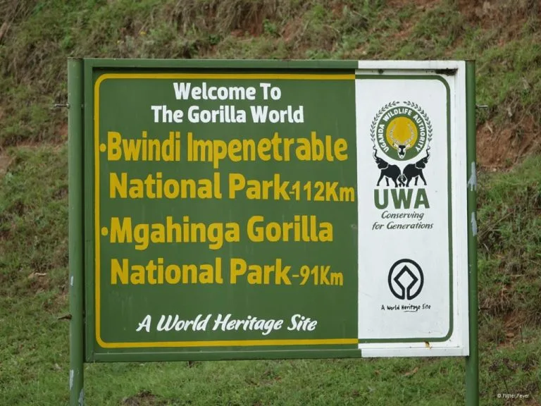 Gorilla Trekking in Bwindi Vs Volcanoes