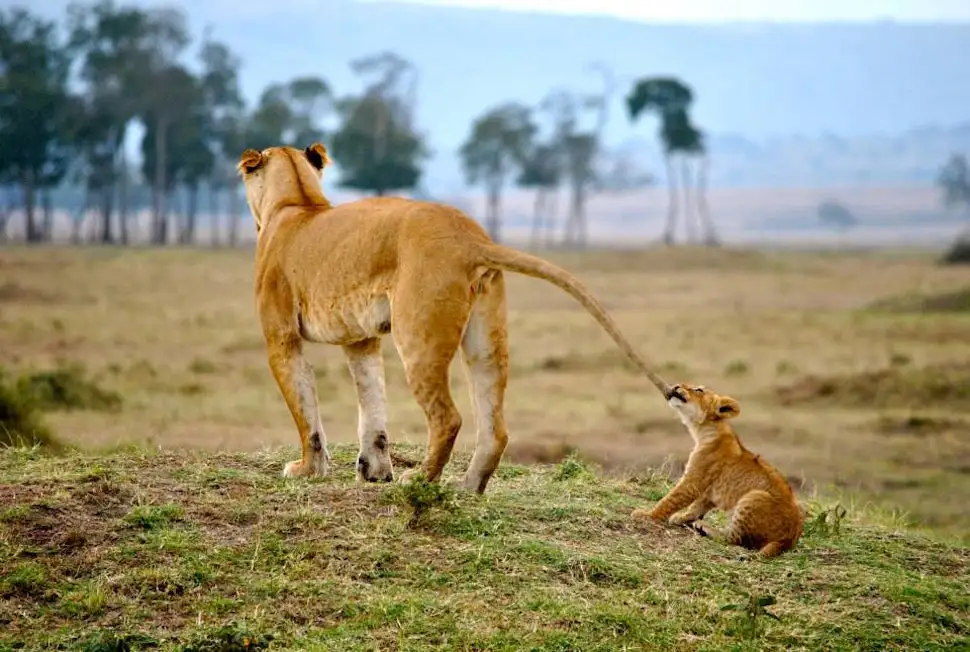 How Much Does a Kenya Tour Cost?