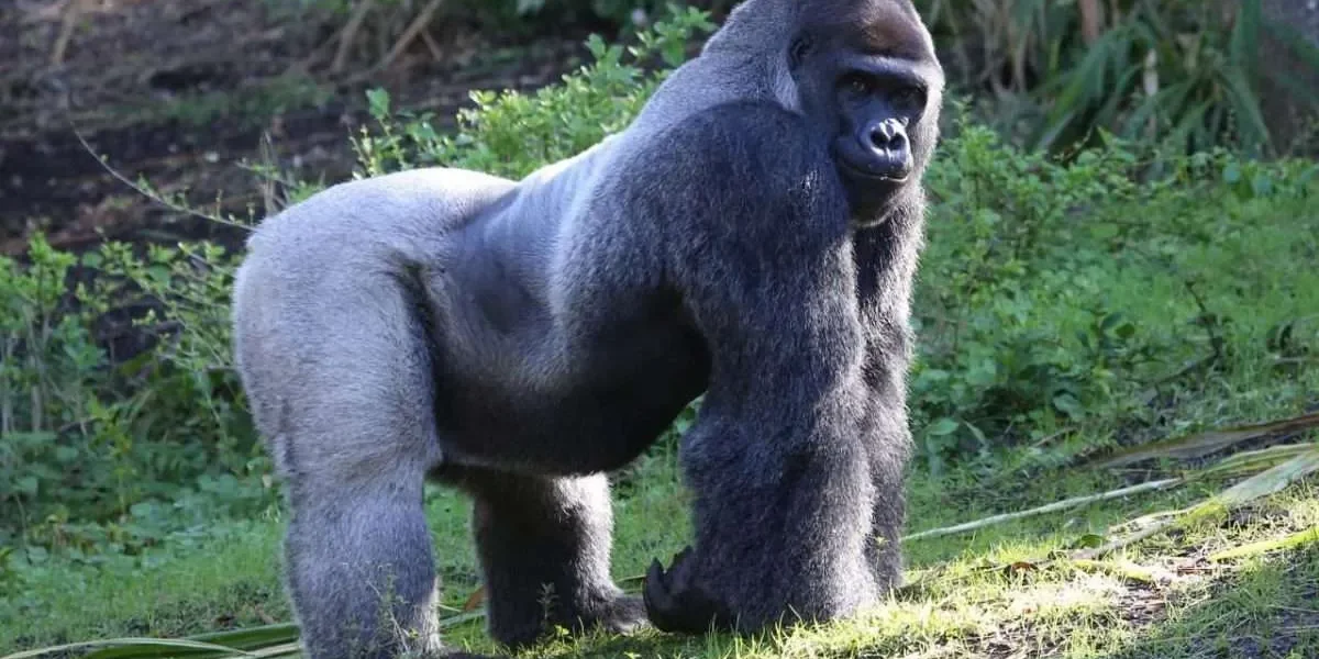 Cost of Gorilla Trekking in Congo