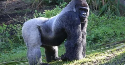 Cost of Gorilla Trekking in Congo