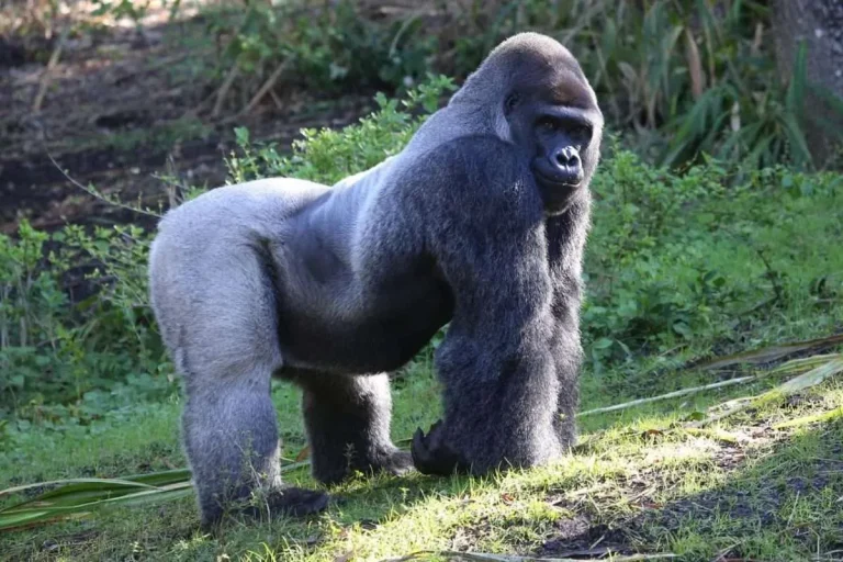 Cost of Gorilla Trekking in Congo