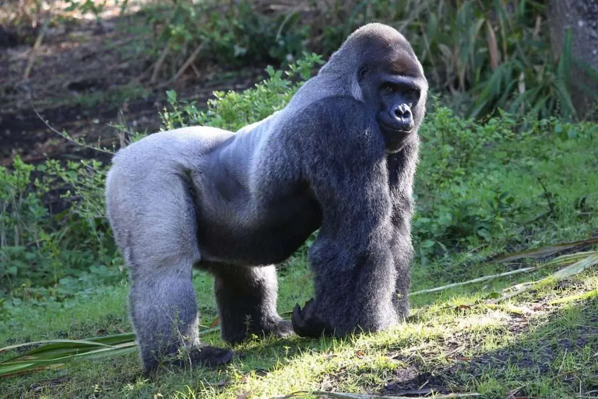 Cost of Gorilla Trekking in Congo