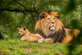 pride of lions in Masai Mara