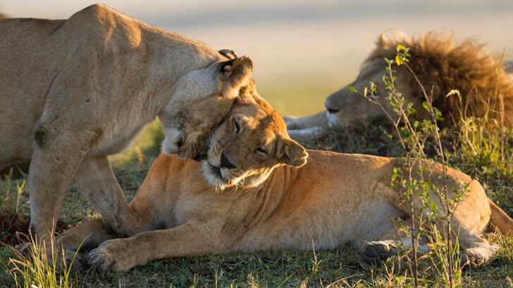 pride of lions in Masai Mara