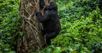 1 Day Gorilla Trekking in Rwanda