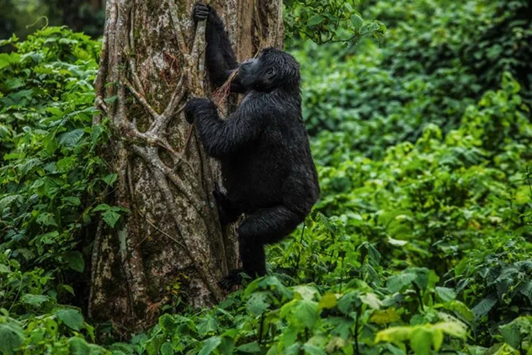 1 Day Gorilla Trekking in Rwanda