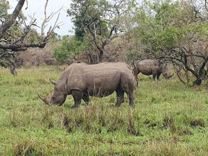 4 Days Rwanda Big 5 Safari